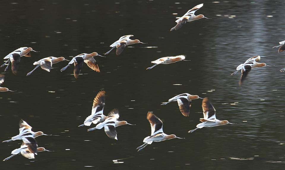 Free download high resolution image - free image free photo free stock image public domain picture  American avocets landing on Floating Island Lake