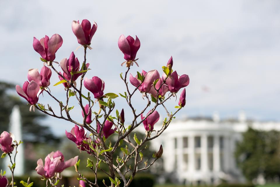 Free download high resolution image - free image free photo free stock image public domain picture  Spring at the White House