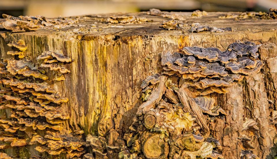 Free download high resolution image - free image free photo free stock image public domain picture  dead trees and shrubs standing