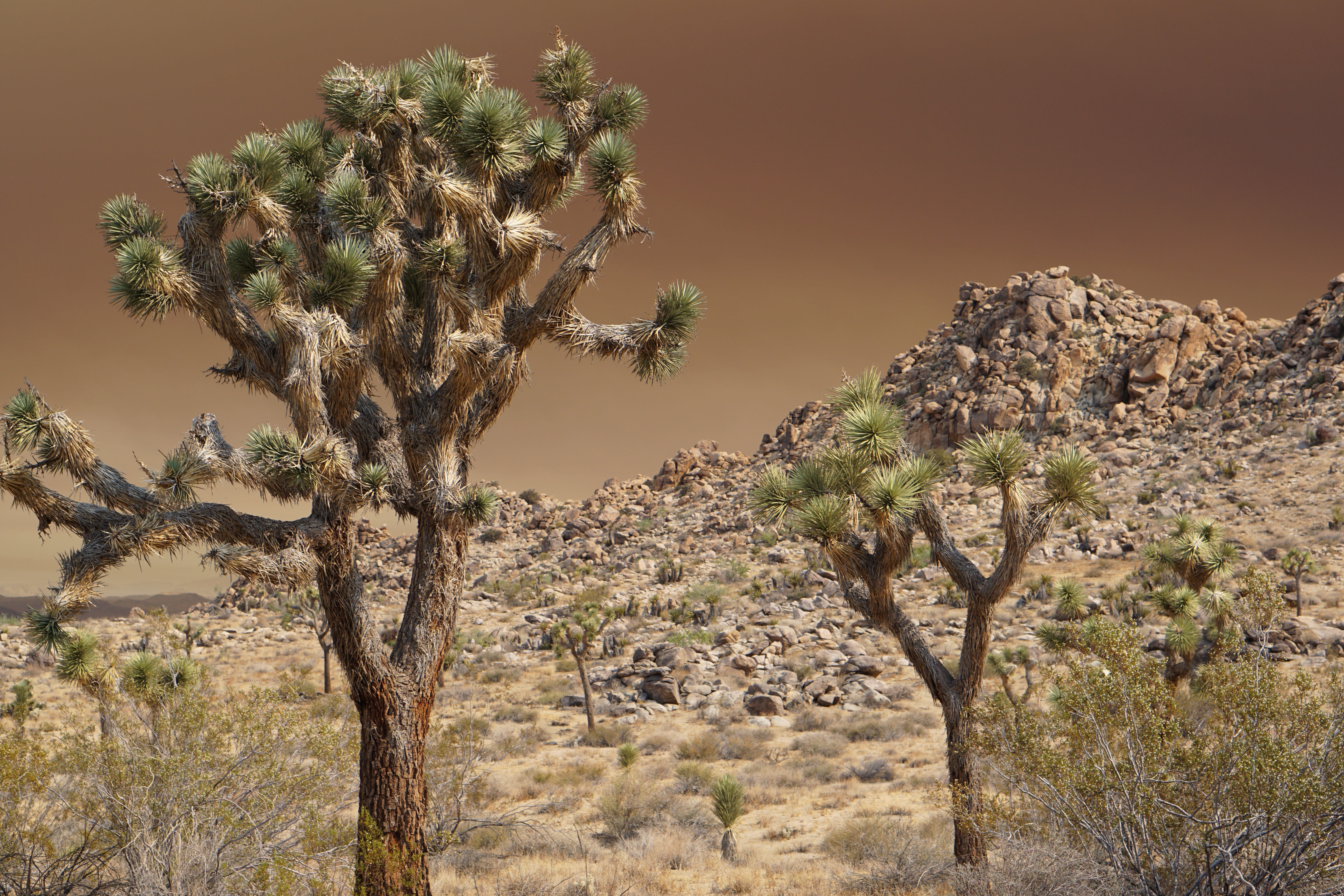 Free download high resolution image - free image free photo free stock image public domain picture -Joshua Tree National Park, California