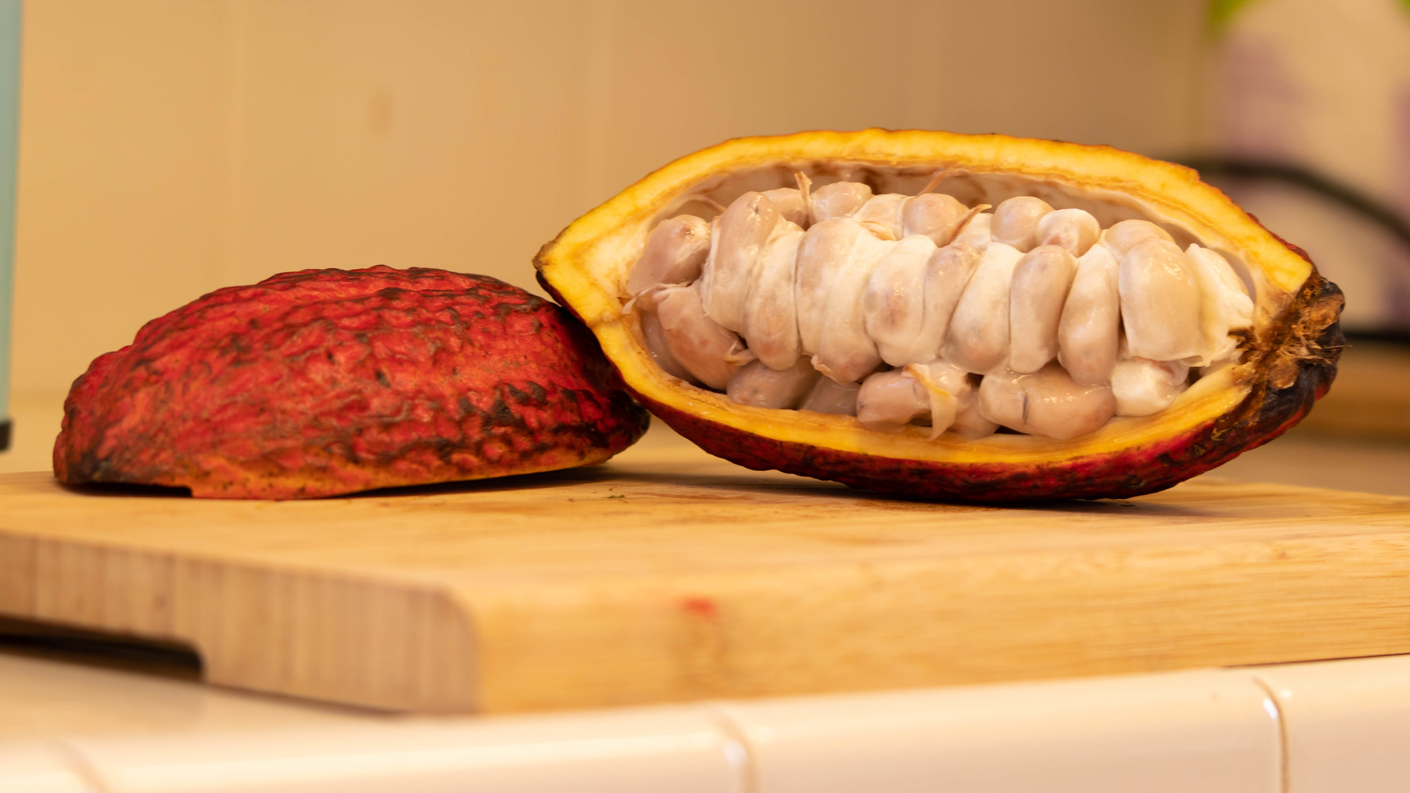 Free download high resolution image - free image free photo free stock image public domain picture -Cocoa pods and cocoa beans and cacao powder