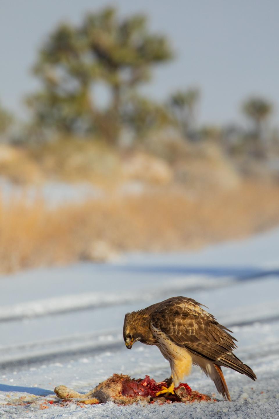 Free download high resolution image - free image free photo free stock image public domain picture  Red-tailed hawk and roadkill