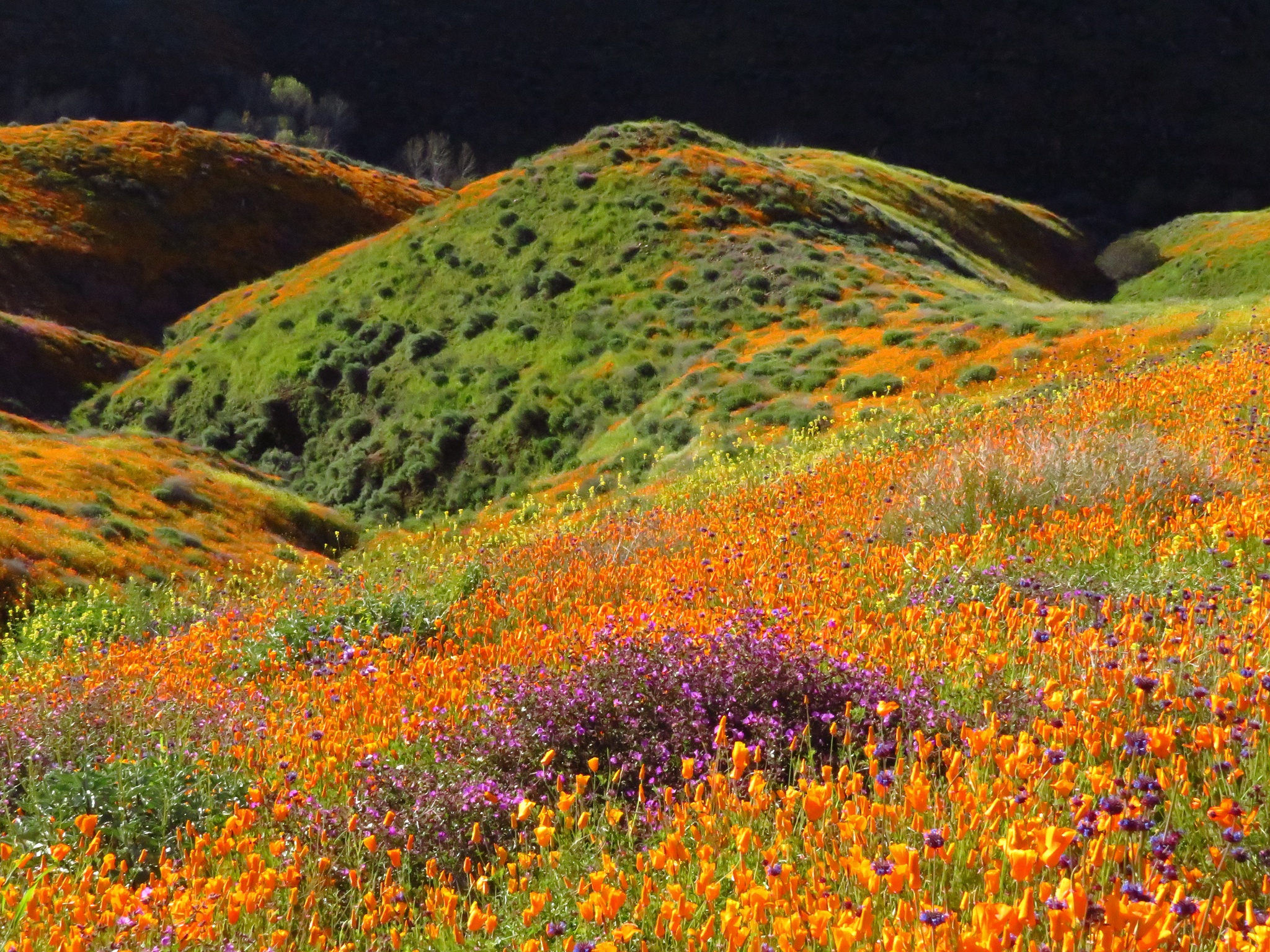 Free download high resolution image - free image free photo free stock image public domain picture -Wildflowers at Walker Canyon in California