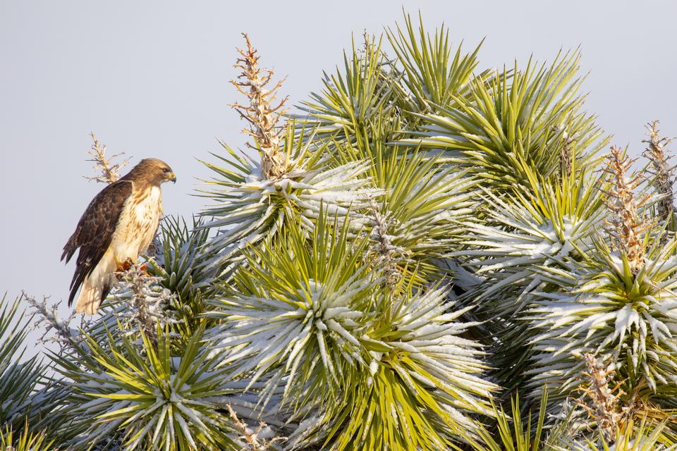 Free download high resolution image - free image free photo free stock image public domain picture  Red-tailed hawk and Joshua tree