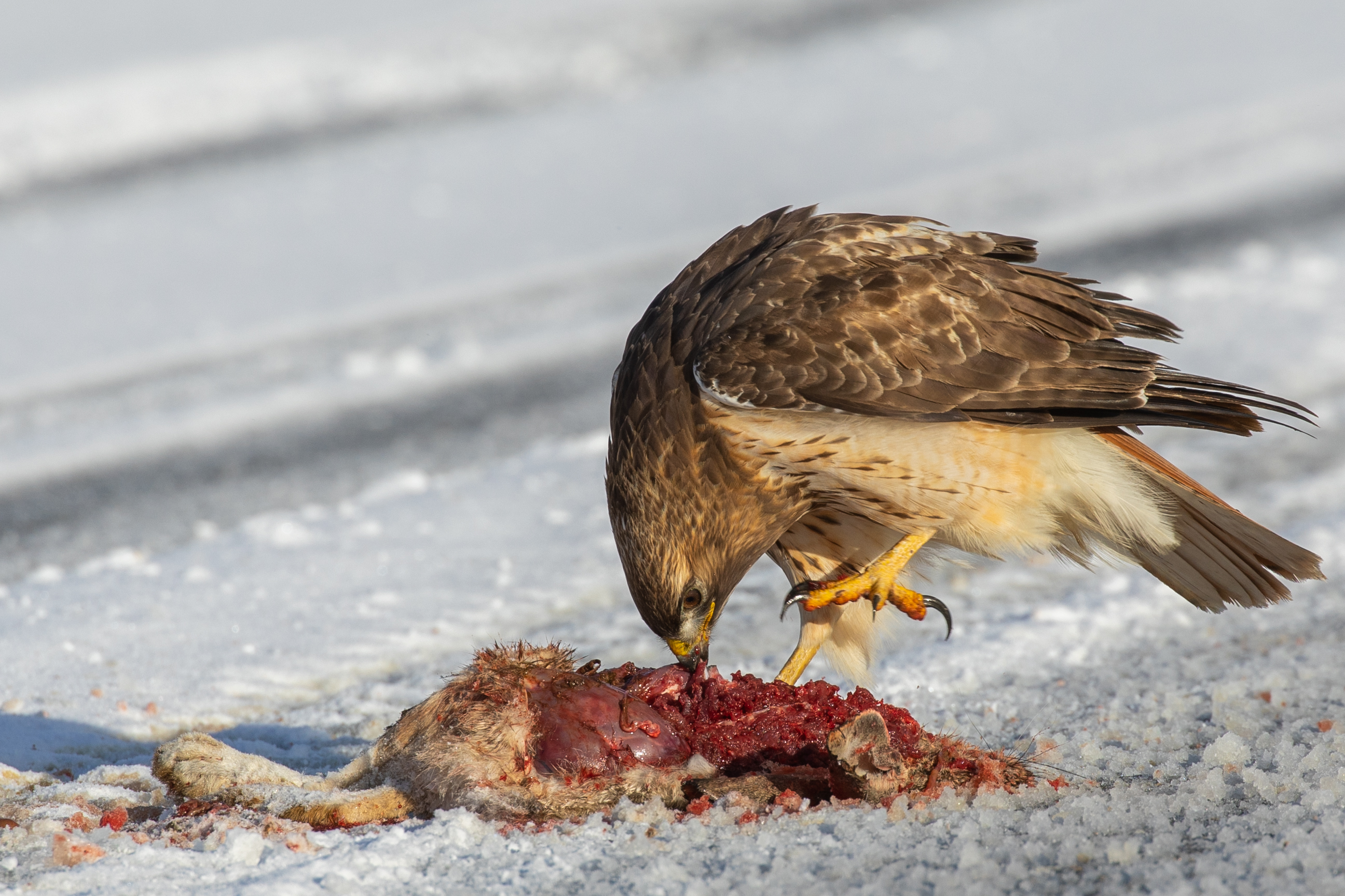 Free download high resolution image - free image free photo free stock image public domain picture -Red-tailed hawk and roadkill