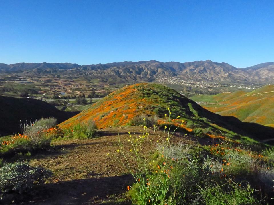 Free download high resolution image - free image free photo free stock image public domain picture  Wildflowers at Walker Canyon in California