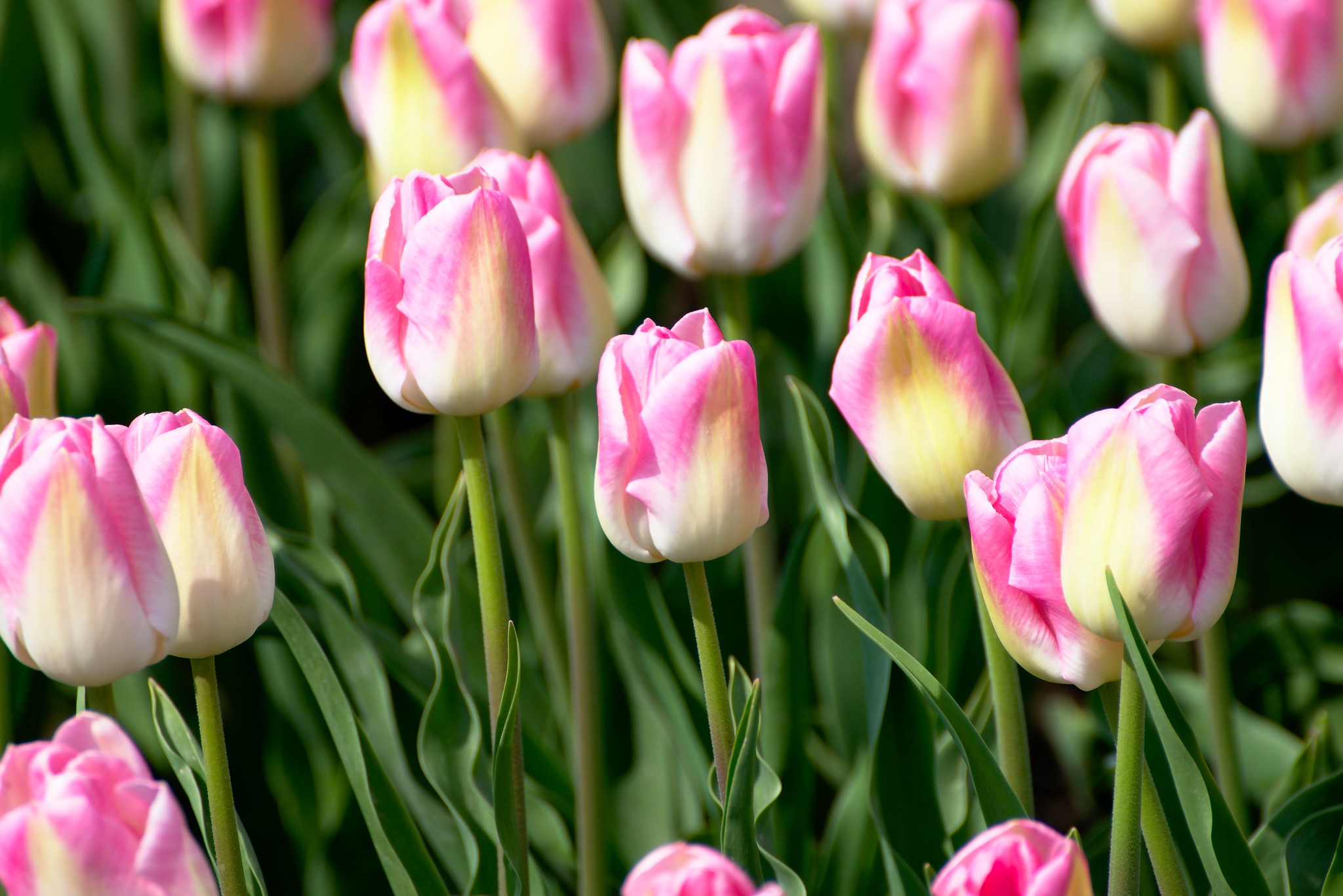 Free download high resolution image - free image free photo free stock image public domain picture -Tulip field in Netherlands