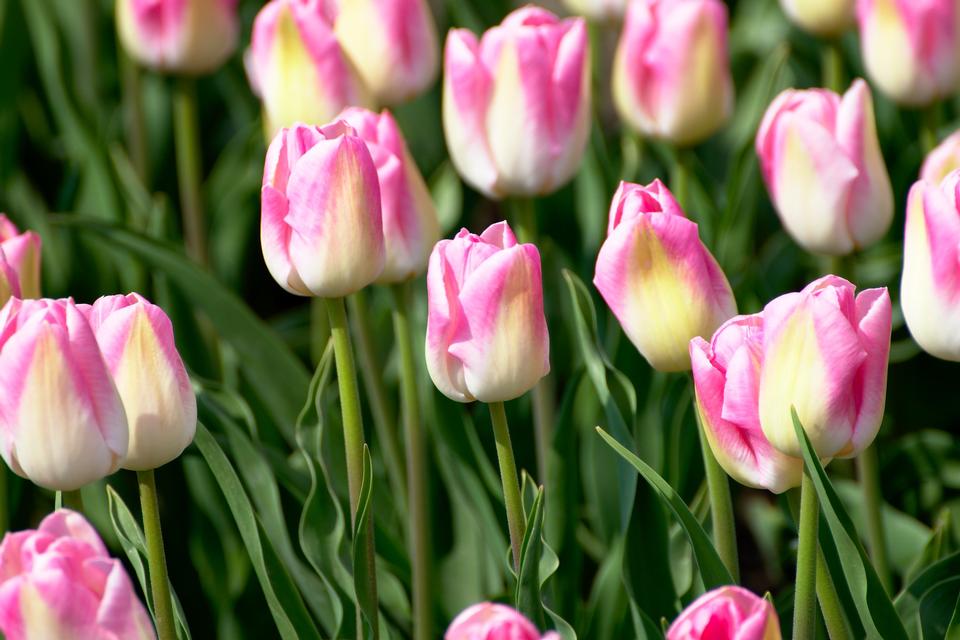 Free download high resolution image - free image free photo free stock image public domain picture  Tulip field in Netherlands