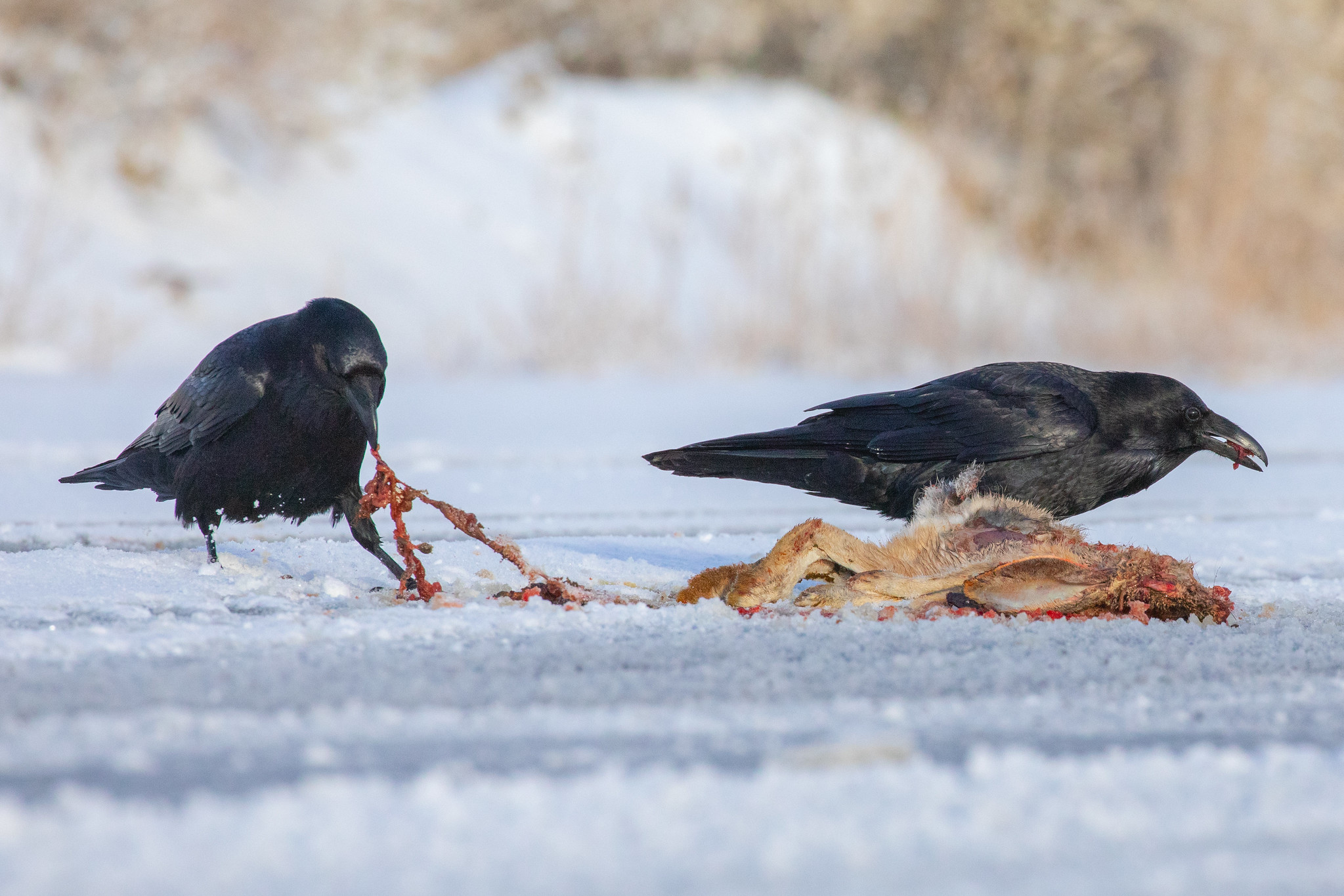 Free download high resolution image - free image free photo free stock image public domain picture -Ravens and roadkill