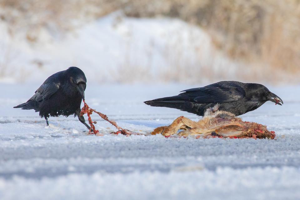 Free download high resolution image - free image free photo free stock image public domain picture  Ravens and roadkill