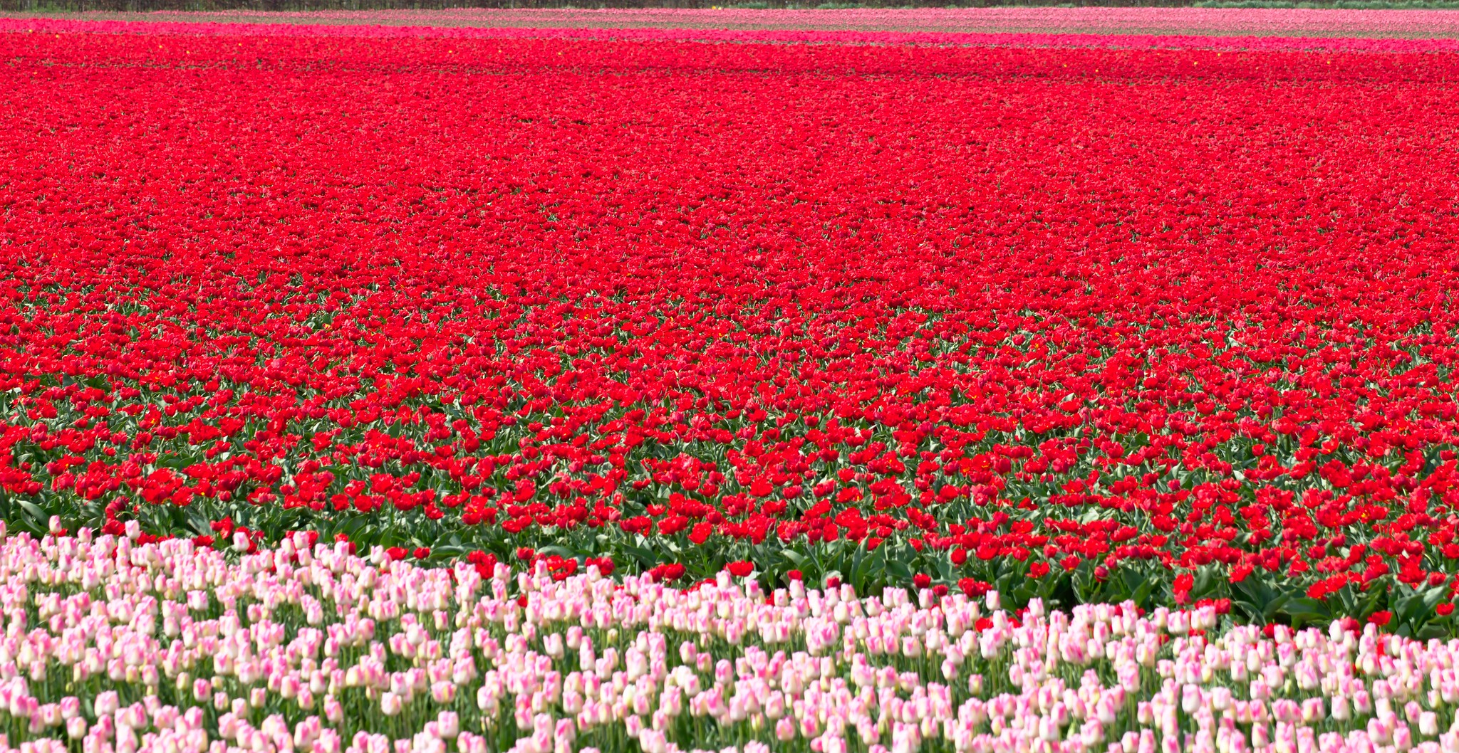 Free download high resolution image - free image free photo free stock image public domain picture -Tulip field in Netherlands