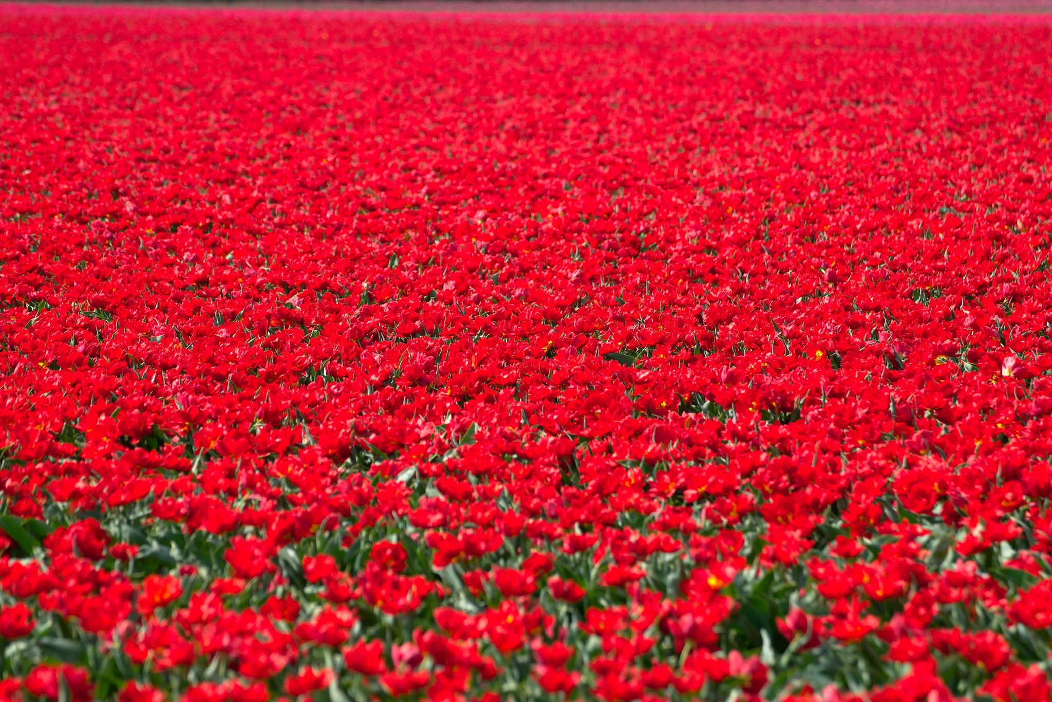 Free download high resolution image - free image free photo free stock image public domain picture -Tulip field in Netherlands