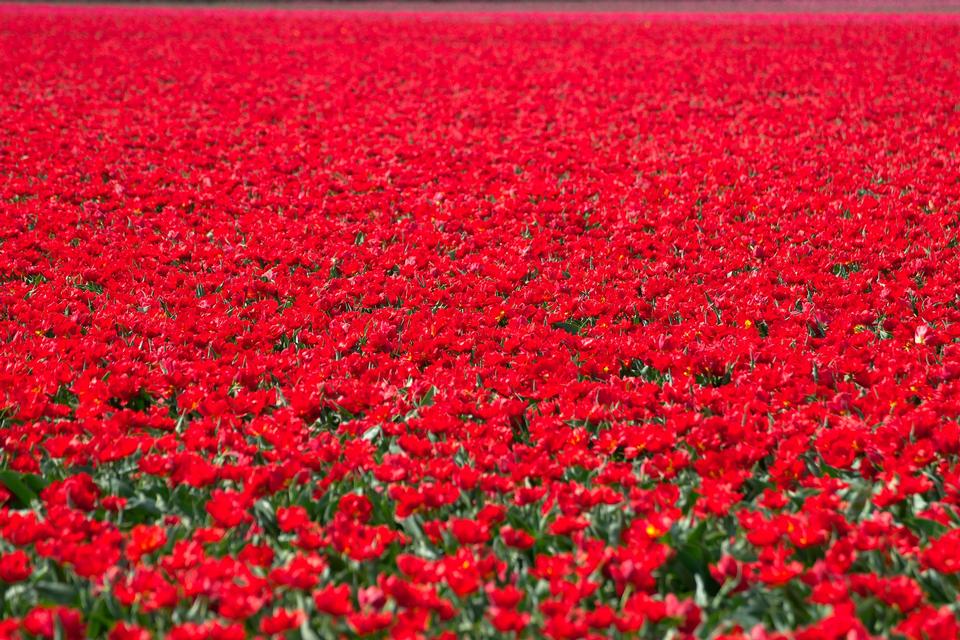 Free download high resolution image - free image free photo free stock image public domain picture  Tulip field in Netherlands