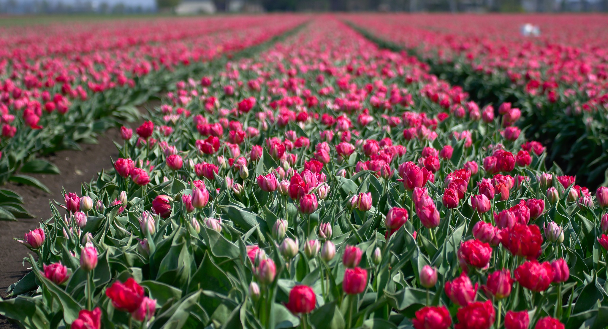 Free download high resolution image - free image free photo free stock image public domain picture -Landscape of Netherlands tulips