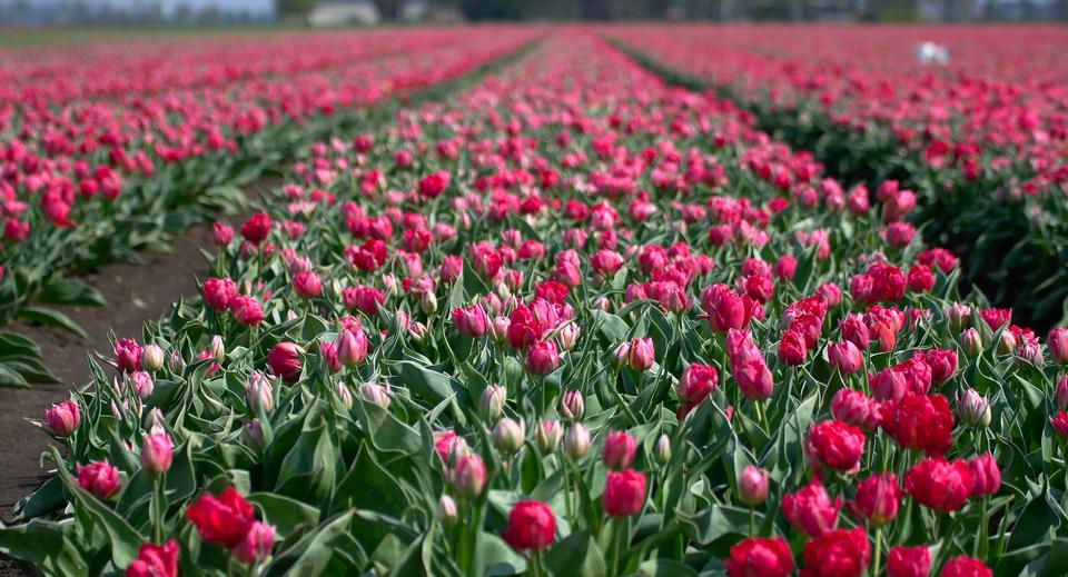 Free download high resolution image - free image free photo free stock image public domain picture  Landscape of Netherlands tulips