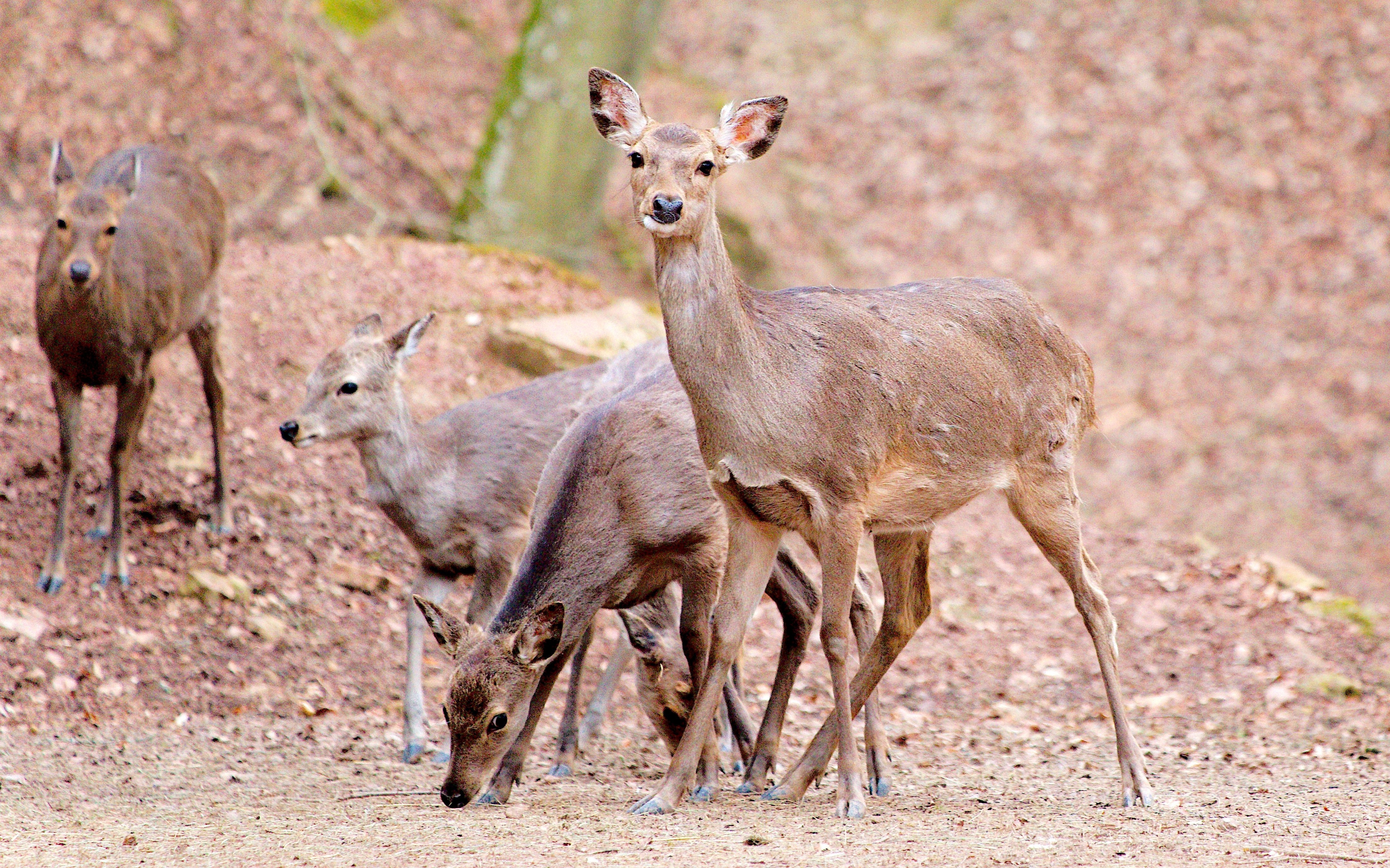 Free download high resolution image - free image free photo free stock image public domain picture -Herd of white-tailed deer in field