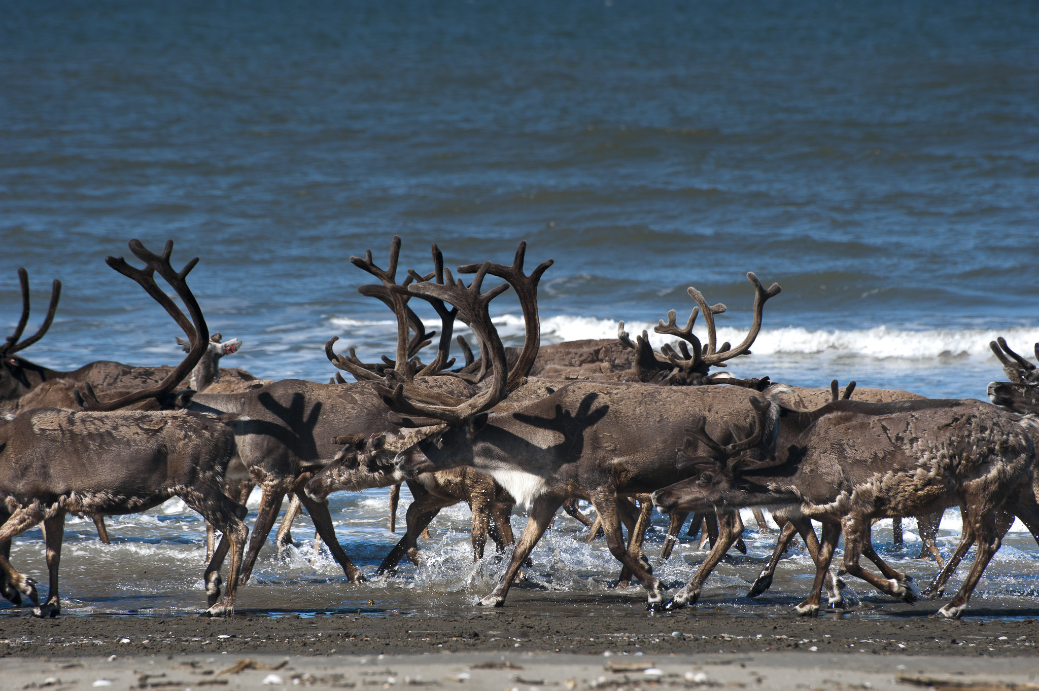 Free download high resolution image - free image free photo free stock image public domain picture -caribou crossing in Alaska National Park