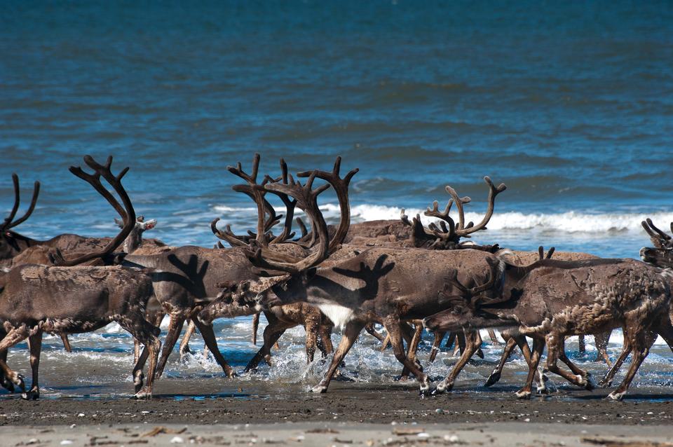 Free download high resolution image - free image free photo free stock image public domain picture  caribou crossing in Alaska National Park