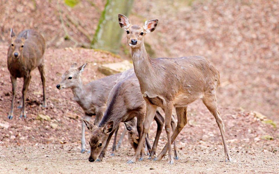 Free download high resolution image - free image free photo free stock image public domain picture  Herd of white-tailed deer in field