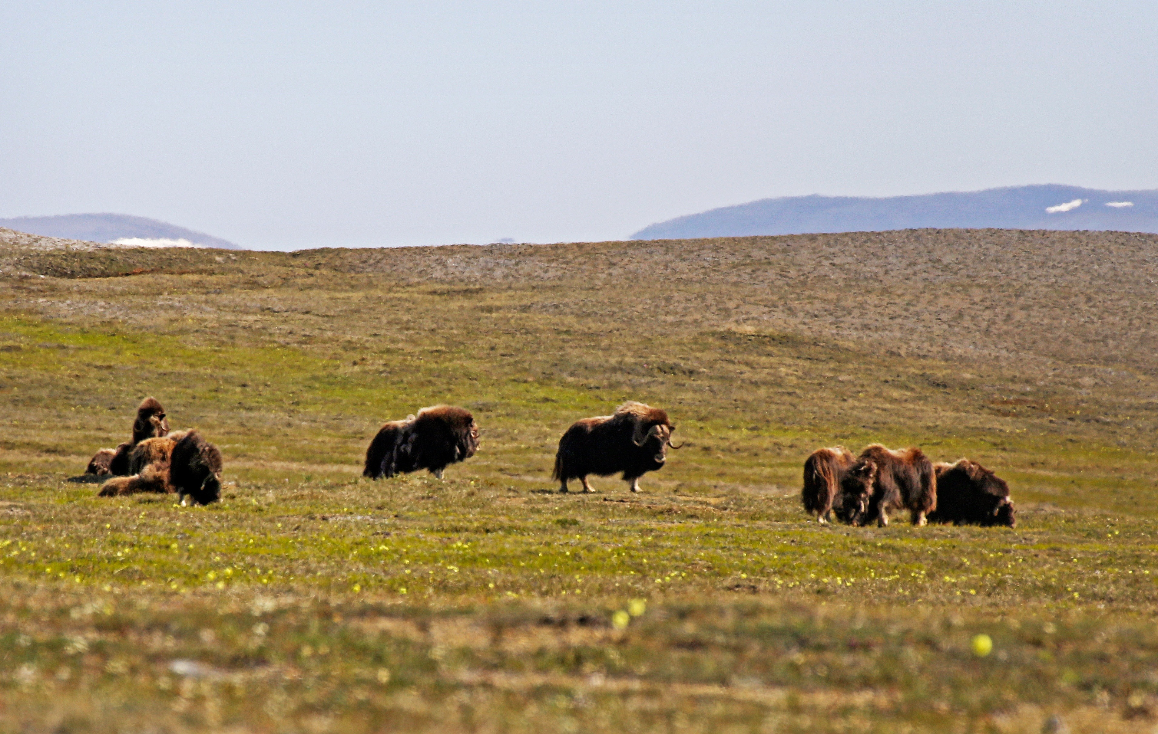 Free download high resolution image - free image free photo free stock image public domain picture -muskox lazily graze in the Kakagrak Hills