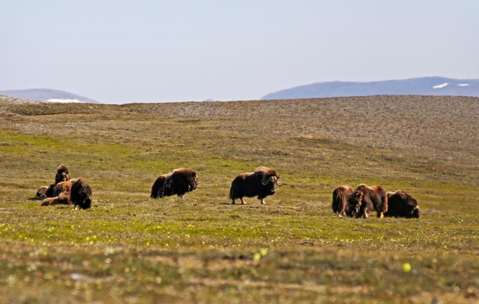 Free download high resolution image - free image free photo free stock image public domain picture  muskox lazily graze in the Kakagrak Hills