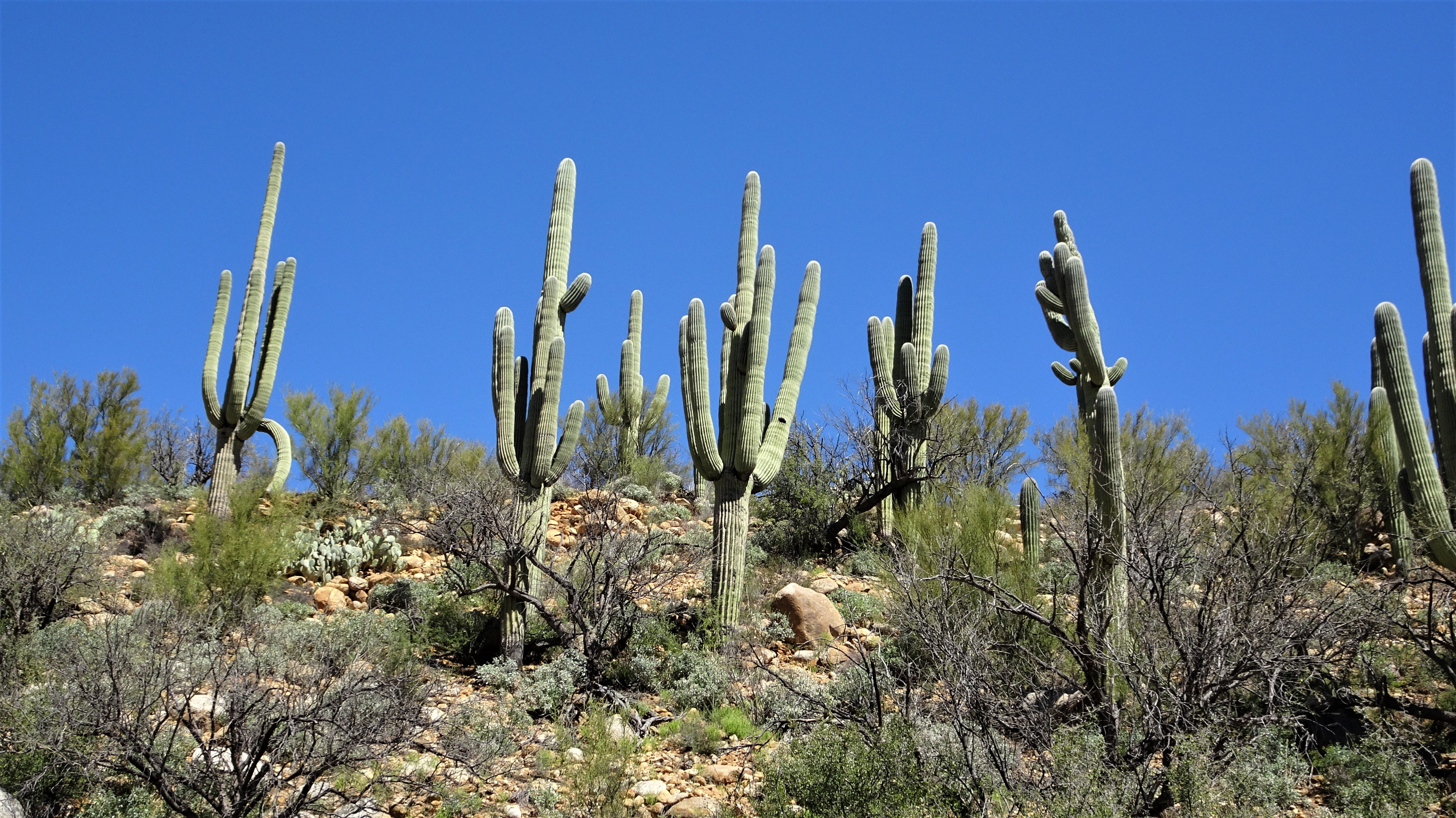 Free download high resolution image - free image free photo free stock image public domain picture -Catalina Mountain State Park near Tucson