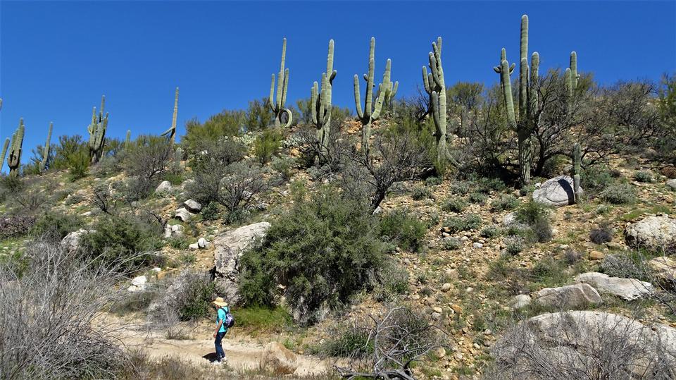 Free download high resolution image - free image free photo free stock image public domain picture  Catalina Mountain State Park near Tucson