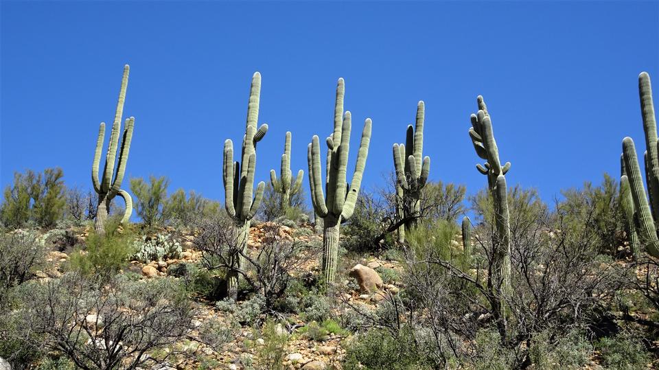 Free download high resolution image - free image free photo free stock image public domain picture  Catalina Mountain State Park near Tucson