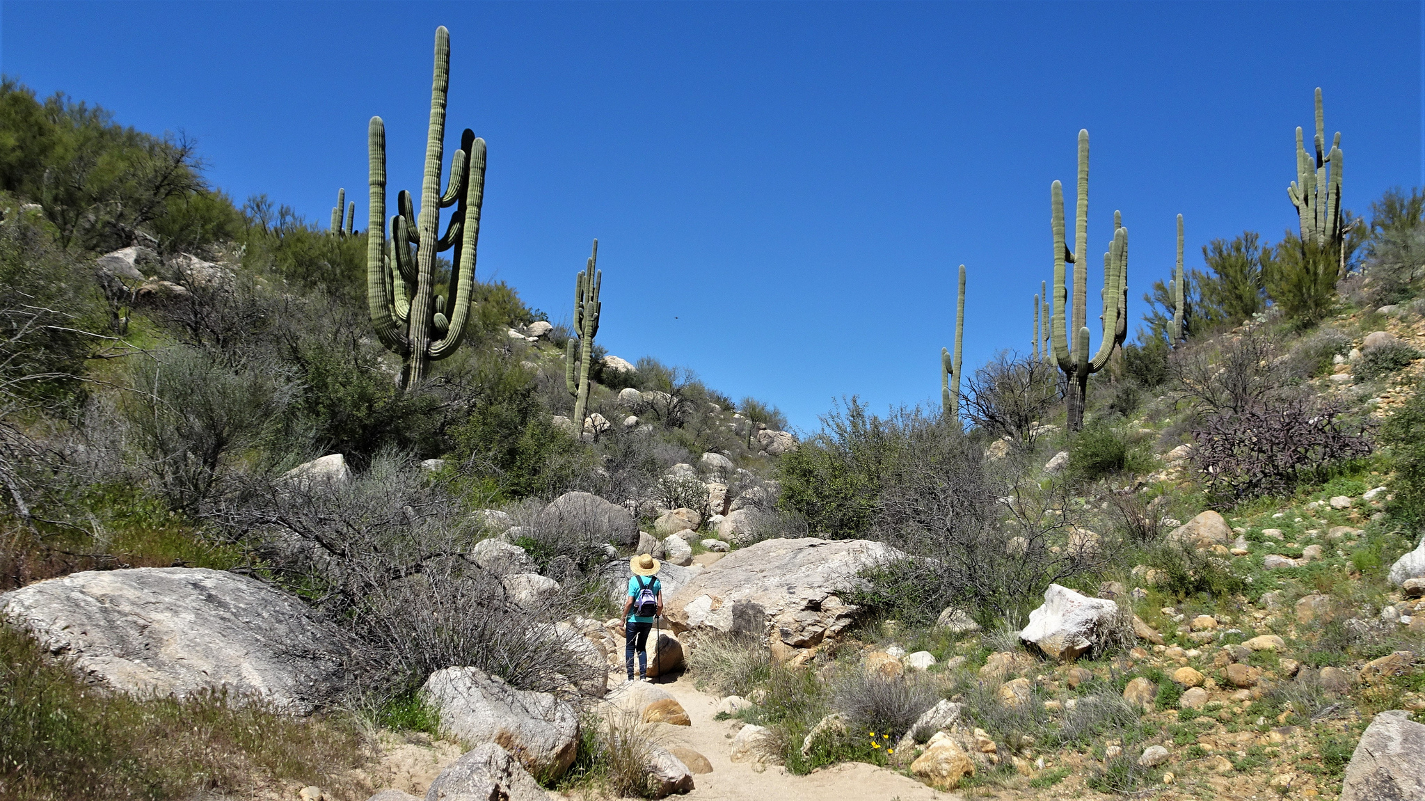 Free download high resolution image - free image free photo free stock image public domain picture -Catalina Mountain State Park near Tucson