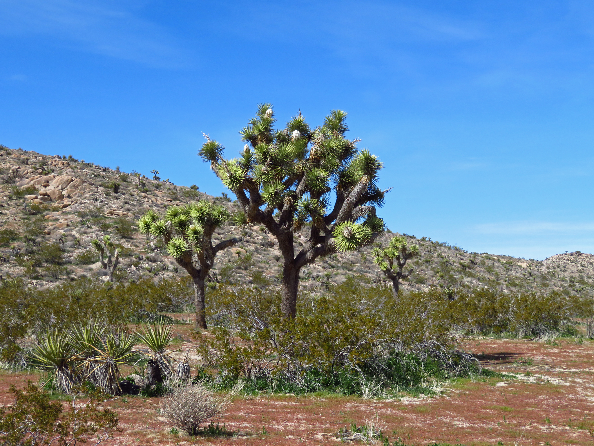 Free download high resolution image - free image free photo free stock image public domain picture -Joshua Tree National Park in California