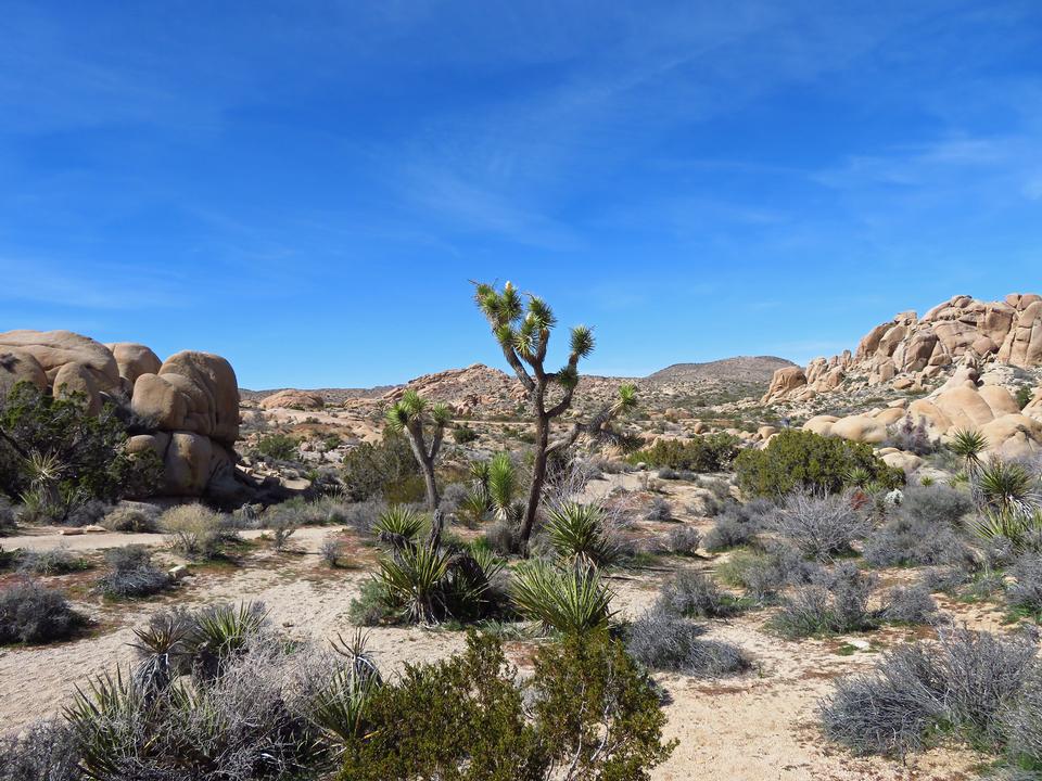 Free download high resolution image - free image free photo free stock image public domain picture  Joshua Tree National Park in California