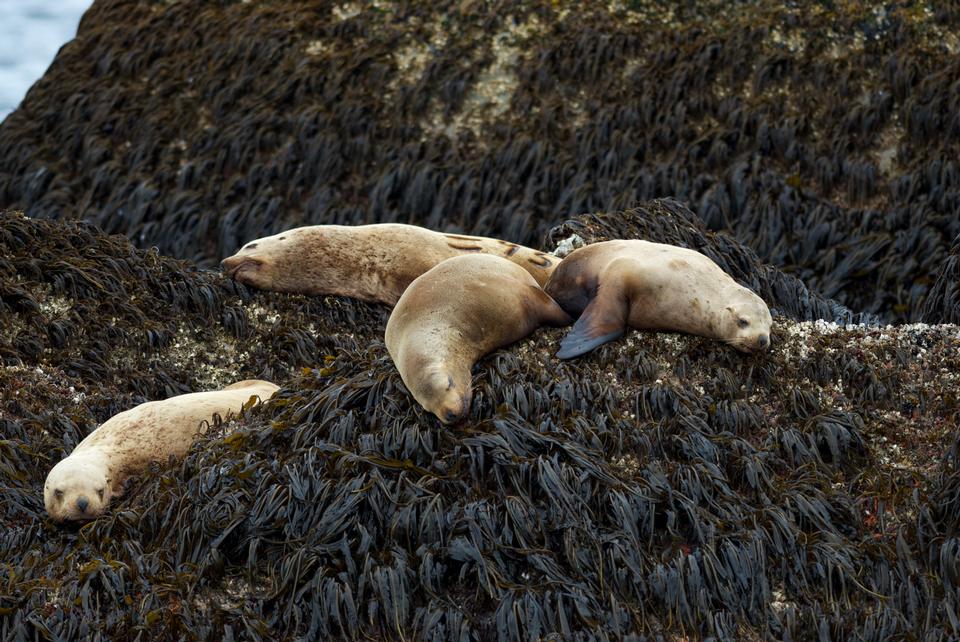 Free download high resolution image - free image free photo free stock image public domain picture  elephant seals in Kenai fjords National Park