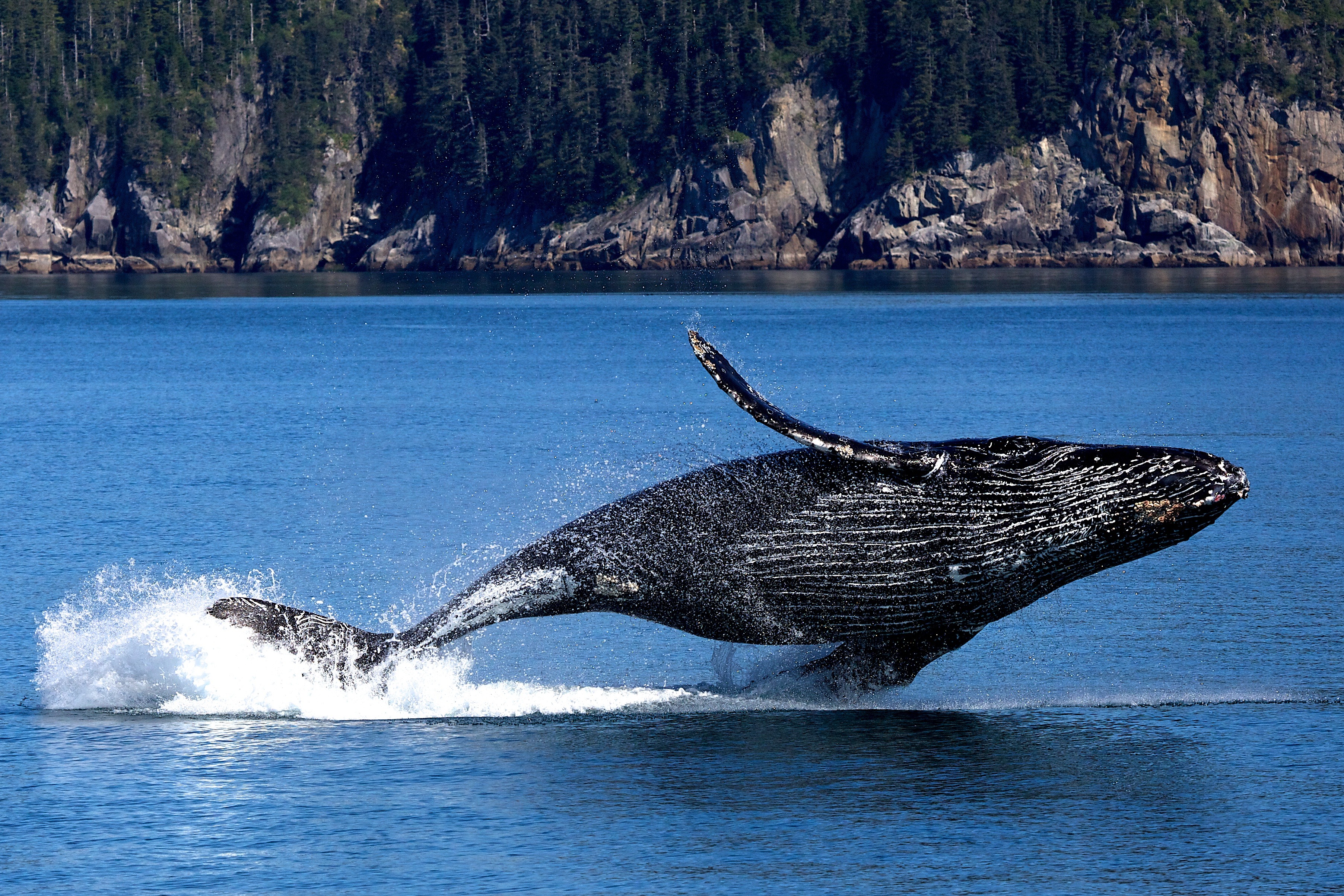 Free download high resolution image - free image free photo free stock image public domain picture -humpback whale in Kenai fjords National Park