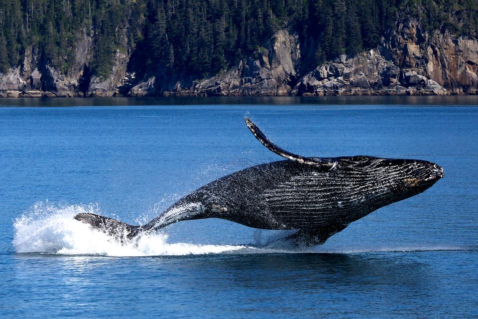 Free download high resolution image - free image free photo free stock image public domain picture  humpback whale in Kenai fjords National Park