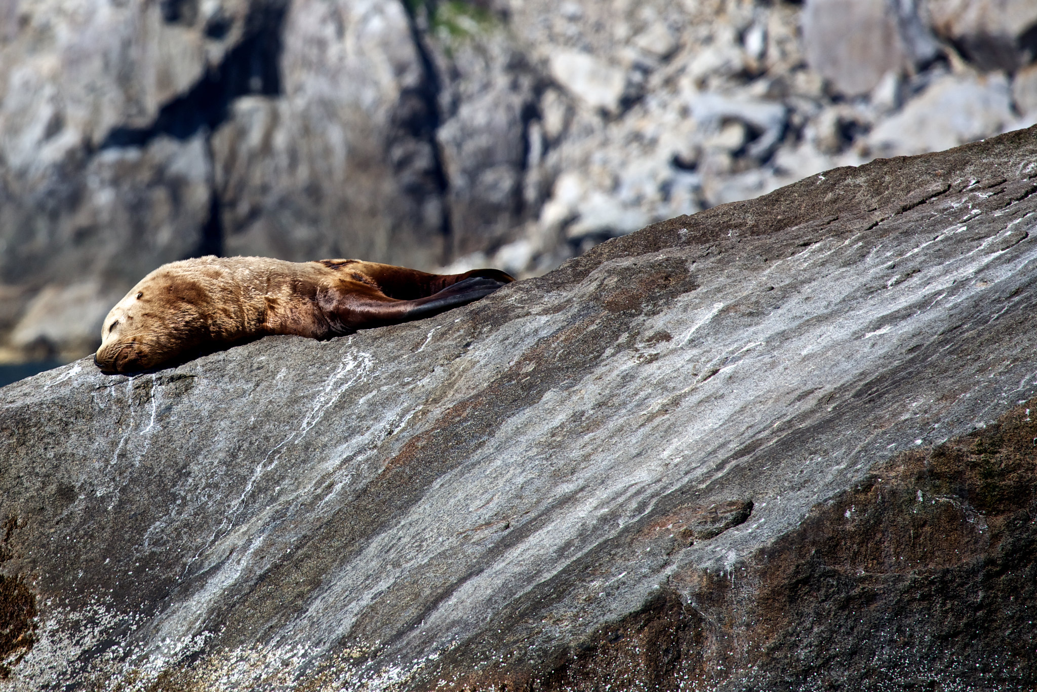 Free download high resolution image - free image free photo free stock image public domain picture -elephant seals in  Kenai fjords National Park