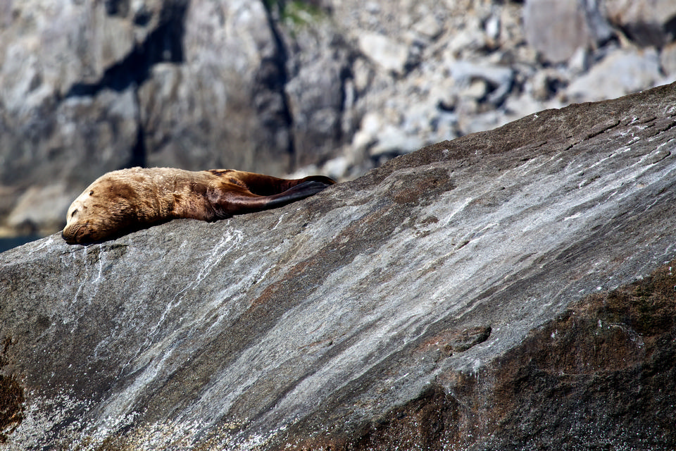 Free download high resolution image - free image free photo free stock image public domain picture  elephant seals in  Kenai fjords National Park