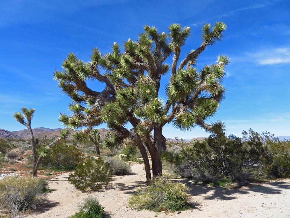 Free download high resolution image - free image free photo free stock image public domain picture  Joshua Tree National Park in California