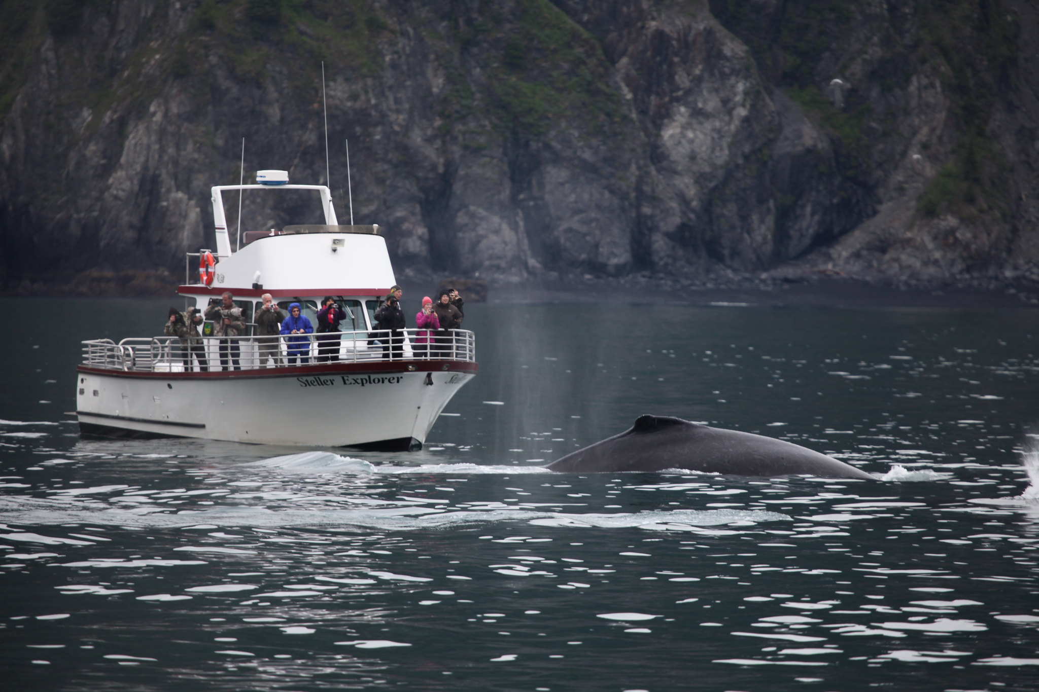 Free download high resolution image - free image free photo free stock image public domain picture -humpback whale in Kenai fjords National Park