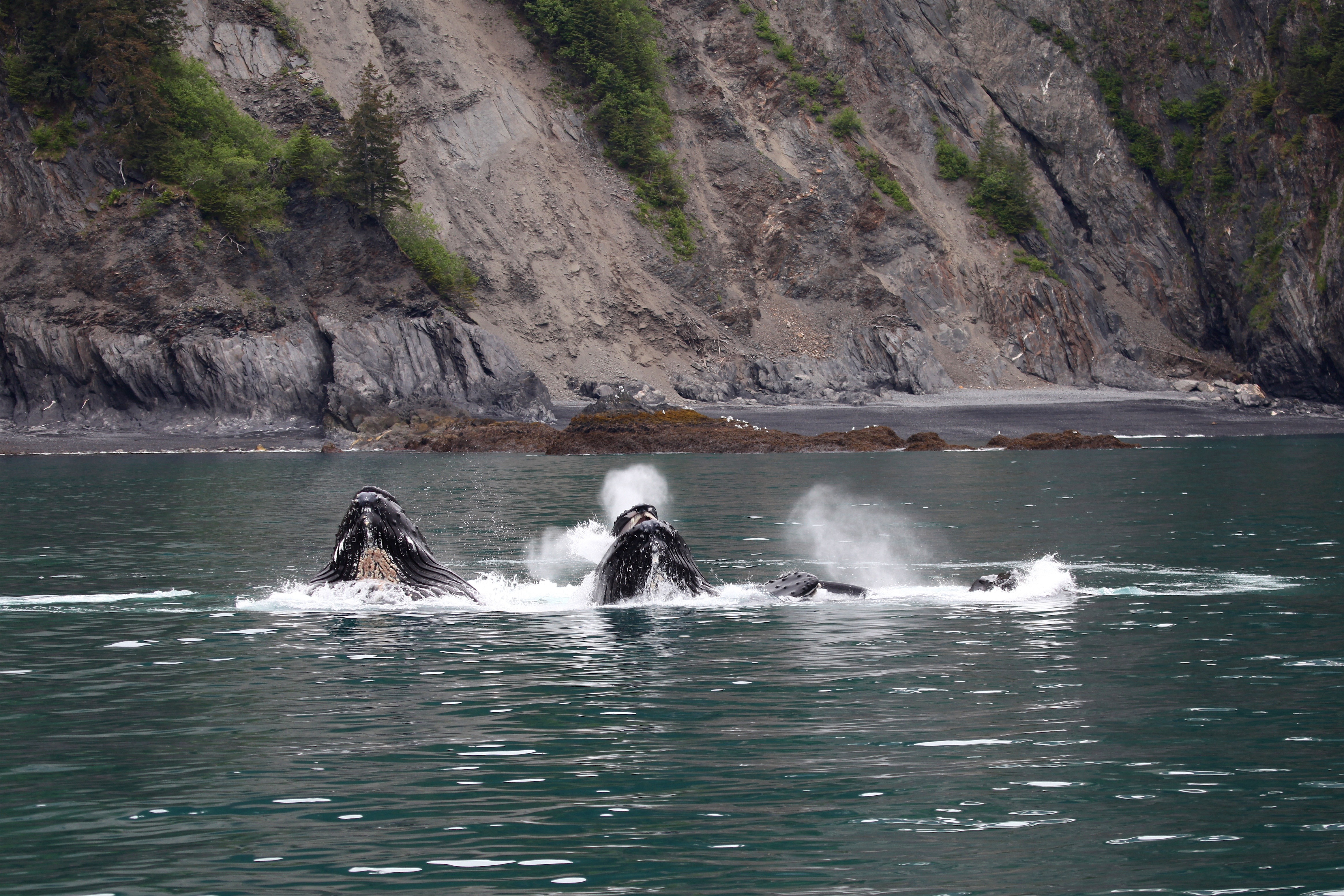 Free download high resolution image - free image free photo free stock image public domain picture -humpback whale in  Kenai fjords National Park