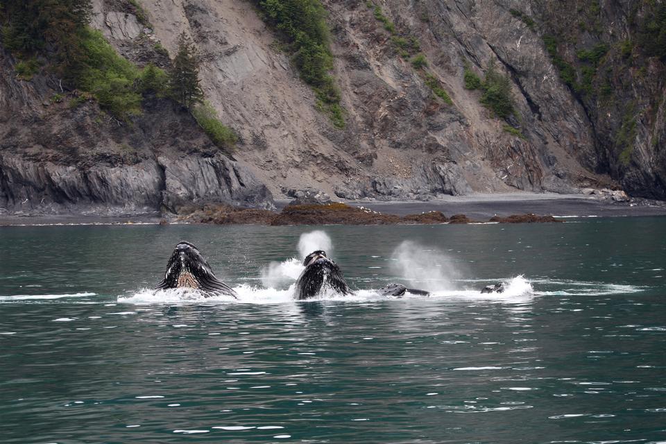 Free download high resolution image - free image free photo free stock image public domain picture  humpback whale in  Kenai fjords National Park