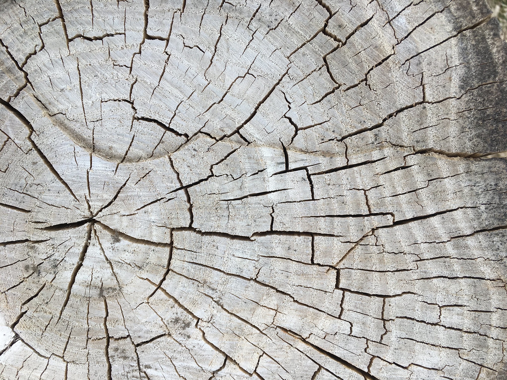 Free download high resolution image - free image free photo free stock image public domain picture -tree cracks