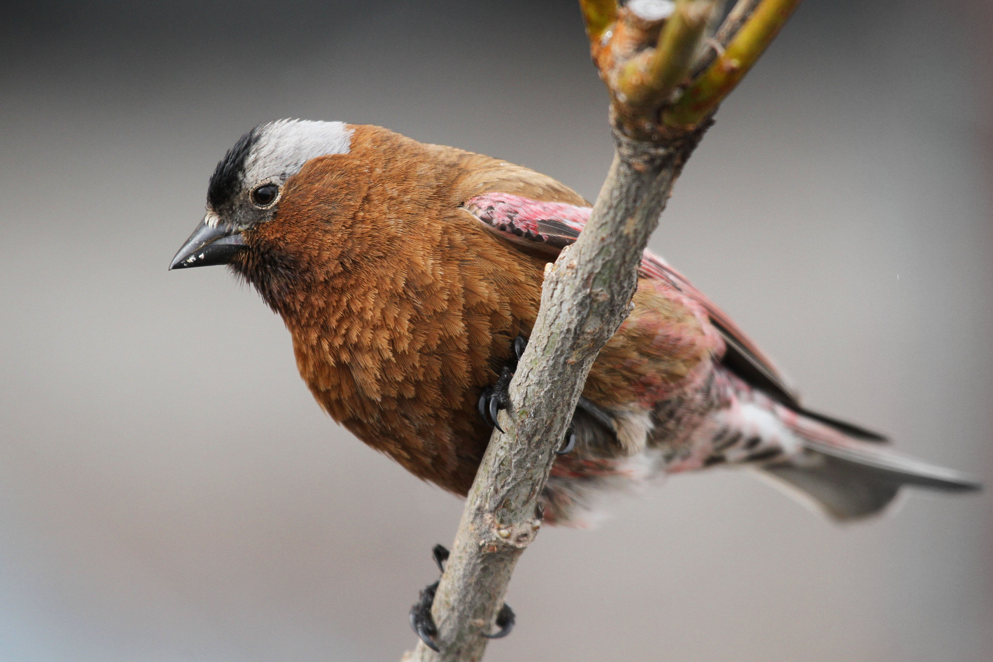 Free download high resolution image - free image free photo free stock image public domain picture -A bird sitting on tree branch