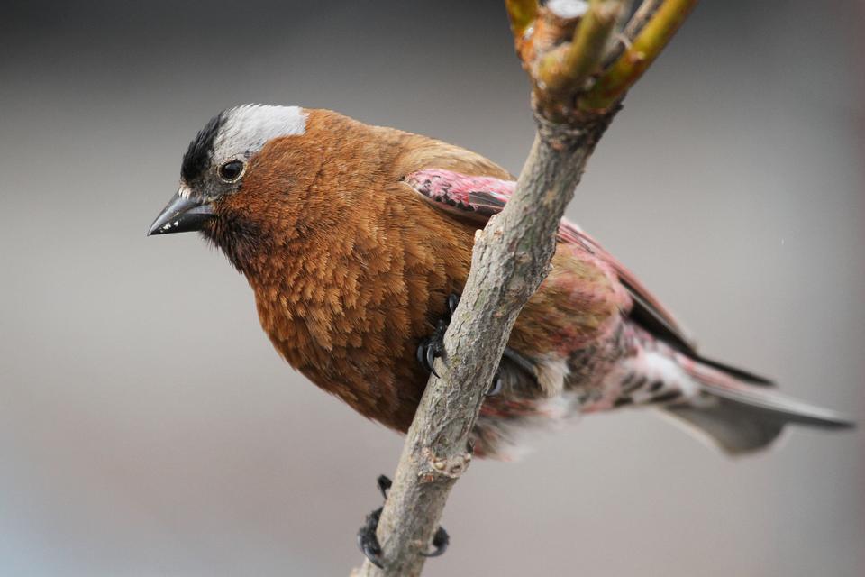 Free download high resolution image - free image free photo free stock image public domain picture  A bird sitting on tree branch