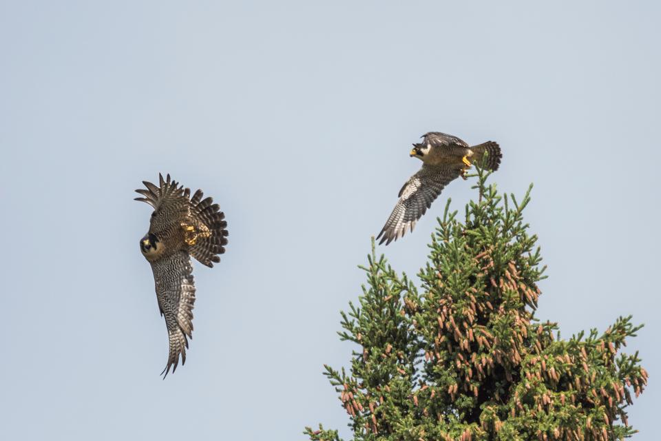 Free download high resolution image - free image free photo free stock image public domain picture  A Peregrine Falcon pair in Yukon-Charley Rivers