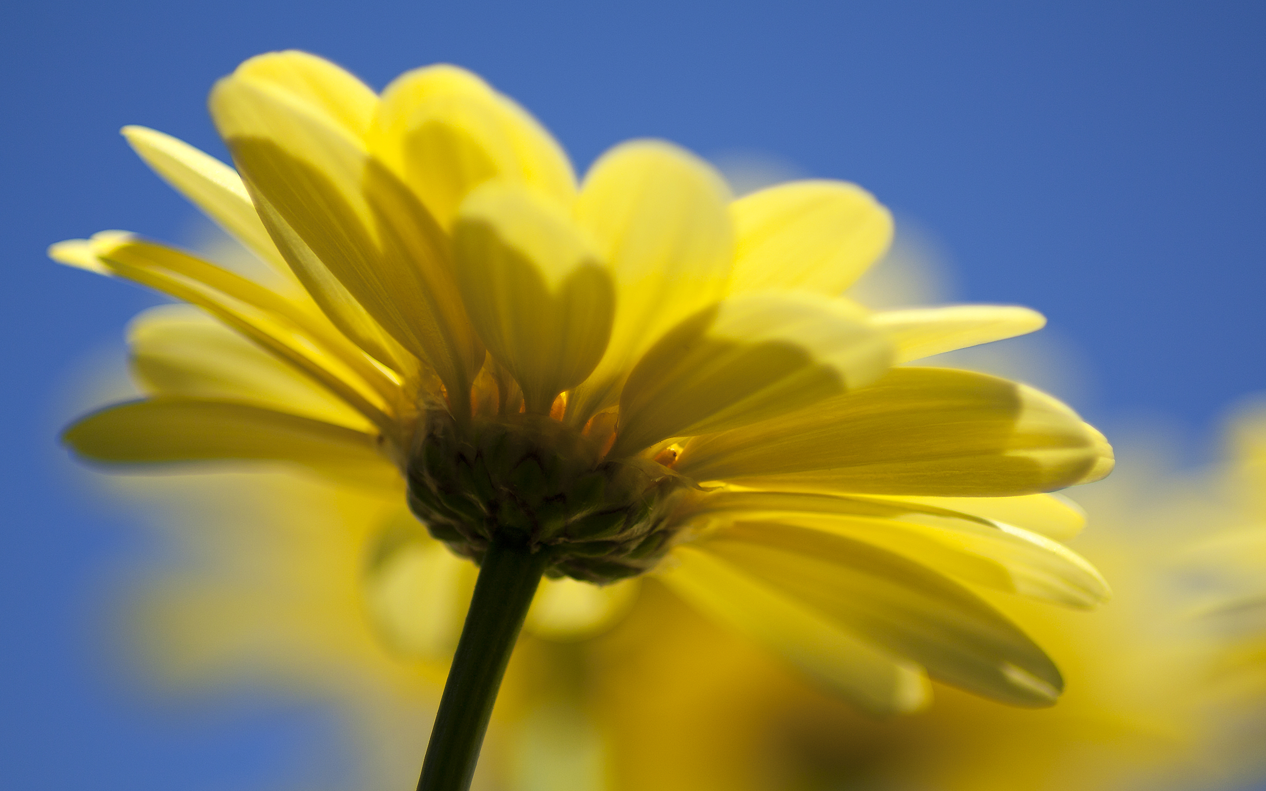 Free download high resolution image - free image free photo free stock image public domain picture -chrysanthemum