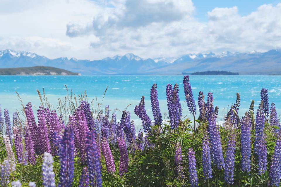 Free download high resolution image - free image free photo free stock image public domain picture  lavender