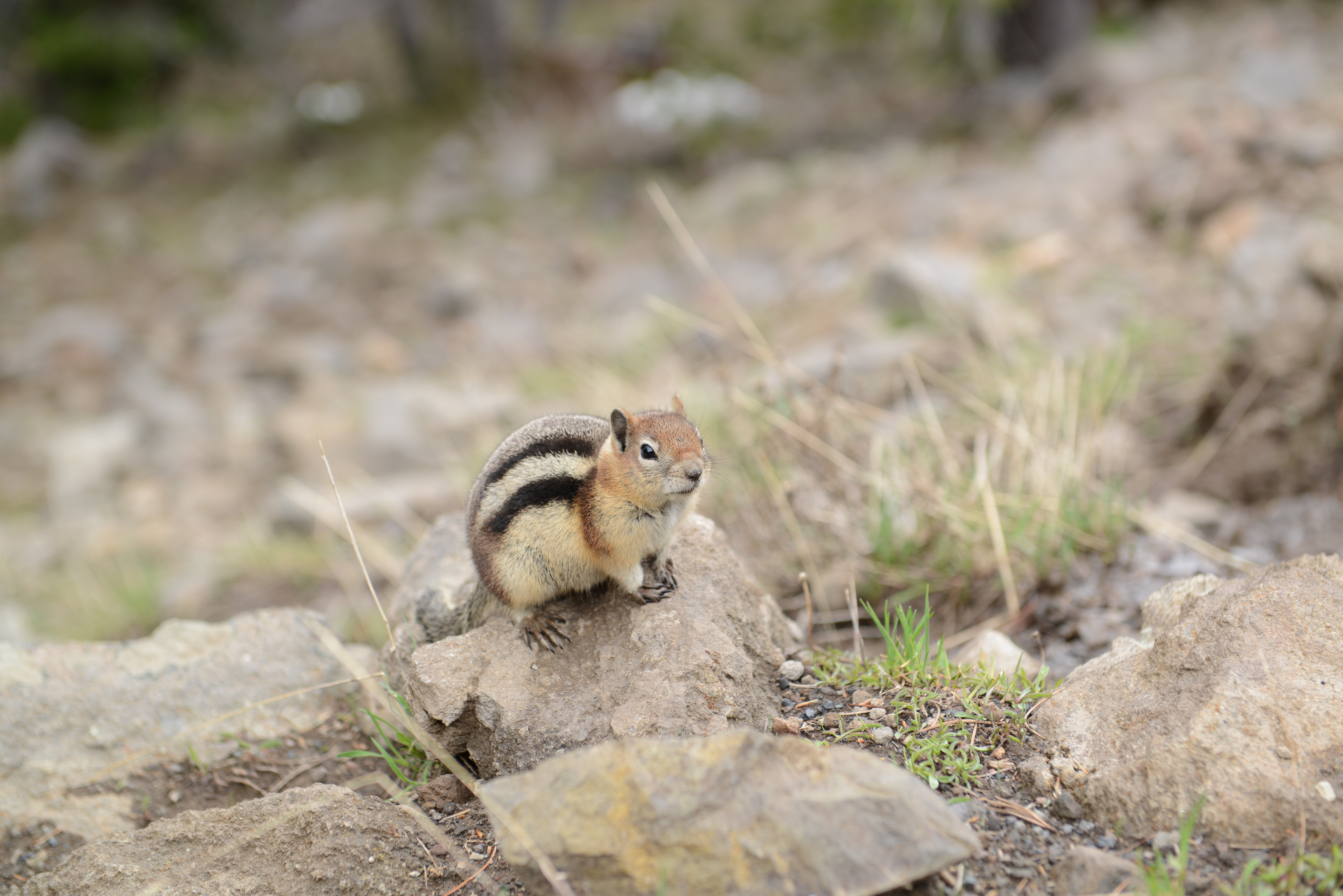 Free download high resolution image - free image free photo free stock image public domain picture -squirrel in Yellowstone National Park