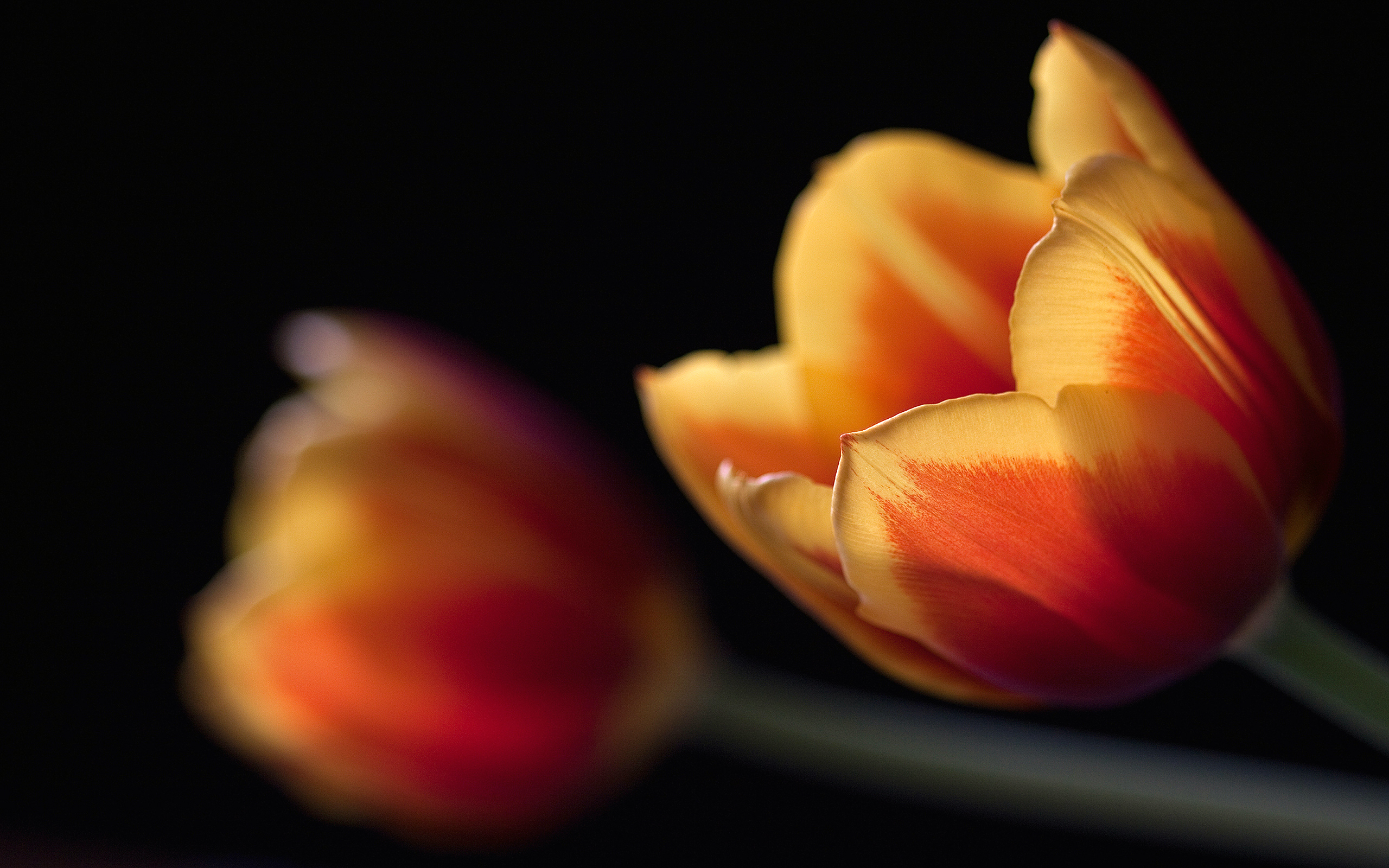 Free download high resolution image - free image free photo free stock image public domain picture -tulip flower