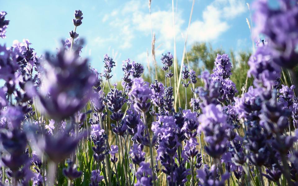 Free download high resolution image - free image free photo free stock image public domain picture  lavender