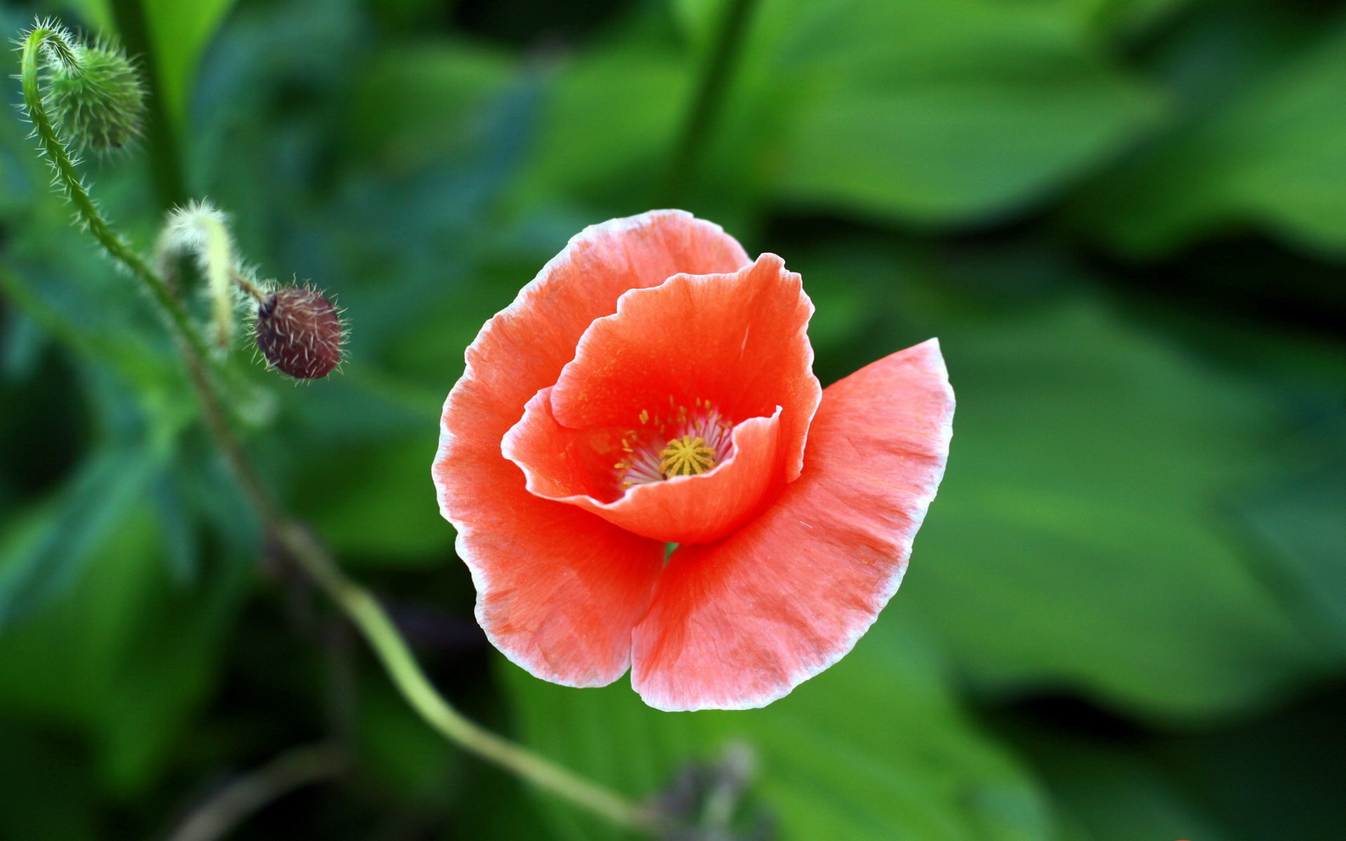 Free download high resolution image - free image free photo free stock image public domain picture -flower